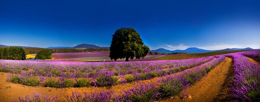 Panoramic view of lavender fields and one lone tree