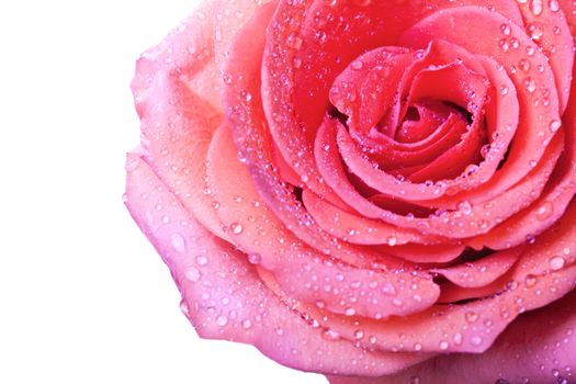 Pink rose isolated on white background with copy space