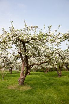 flowering apple tree in orchard in The Netherlands near Utrecht in spring