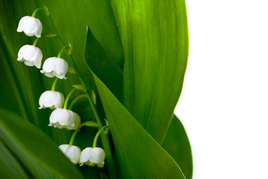 Lily of the valley (convallaria majalis) isolated on white background