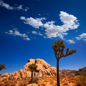 Joshua Tree National Park Yucca Valley in Mohave desert California USA