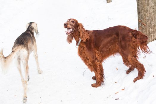 Grey saluki and irish setter walking on snow

