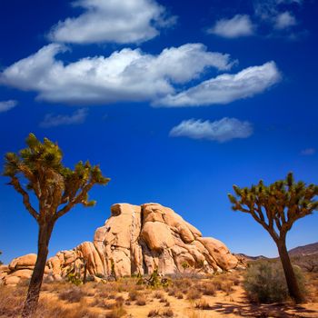 Joshua Tree National Park Yucca Valley in Mohave desert California USA