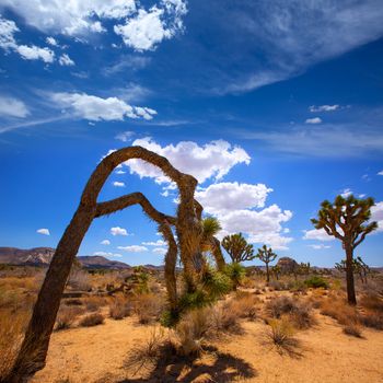 Joshua Tree National Park Yucca Valley in Mohave desert California USA