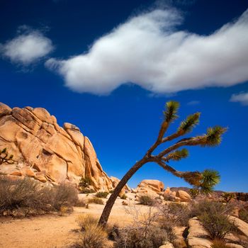 Joshua Tree National Park Intersection rock in Mohave desert California USA
