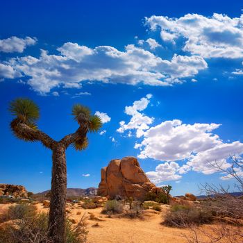 Joshua Tree National Park Yucca Valley in Mohave desert California USA