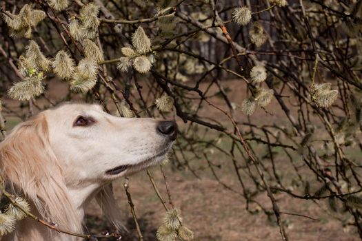Portrait of white saluiki in willow flowers
