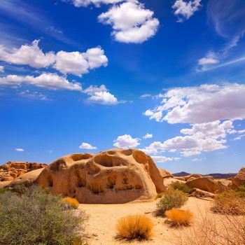 Joshua Tree National Park Yucca Valley in Mohave desert California USA