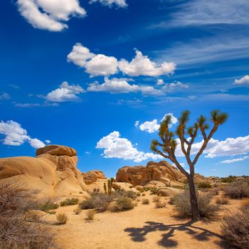 Joshua Tree National Park Jumbo Rocks in Yucca valley Mohave Desert California USA