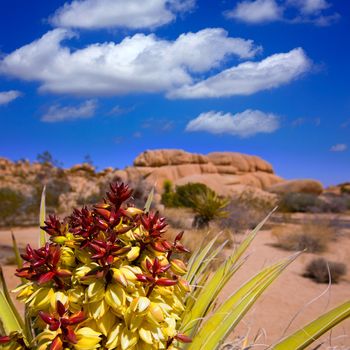 Yucca brevifolia flowers in Joshua Tree National Park California USA