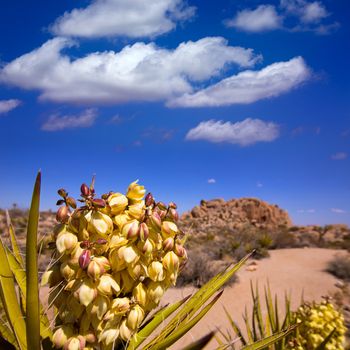 Yucca brevifolia flowers in Joshua Tree National Park California USA