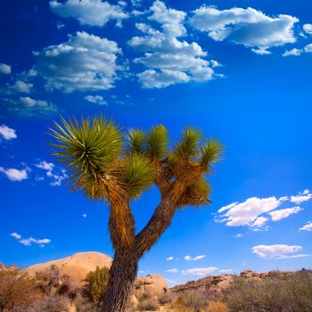 Joshua Tree National Park Yucca Valley in Mohave desert California USA