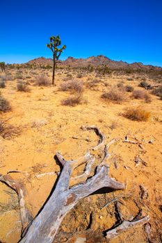 Joshua Tree National Park Yucca Valley in Mohave desert California USA