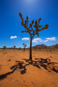 Joshua Tree National Park Yucca Valley in Mohave desert California USA