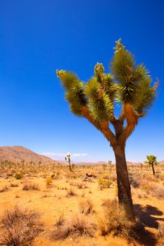 Joshua Tree National Park Yucca Valley in Mohave desert California USA