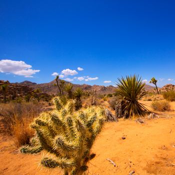 Joshua Tree National Park Yucca Valley in Mohave desert California USA