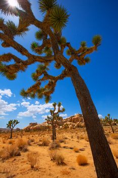 Joshua Tree National Park Yucca Valley in Mohave desert California USA