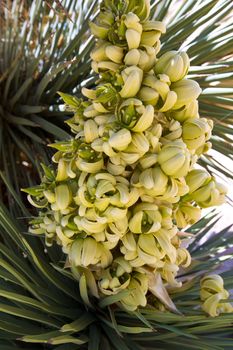 Yucca brevifolia flowers in Joshua Tree National Park California USA