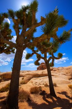 Joshua Tree National Park Yucca Valley in Mohave desert California USA