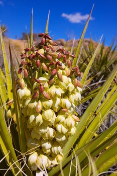 Yucca brevifolia flowers in Joshua Tree National Park California USA