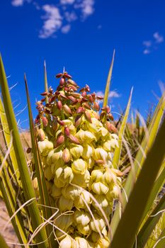 Yucca brevifolia flowers in Joshua Tree National Park California USA