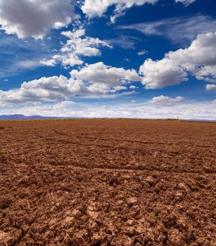 Cereal rice fields in fallow after harvest at Mediterranean Spain