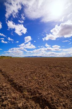 Cereal rice fields in fallow after harvest at Mediterranean Spain