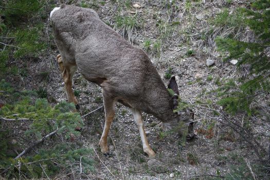 Deer feeding late afternoon in forrest during spring season