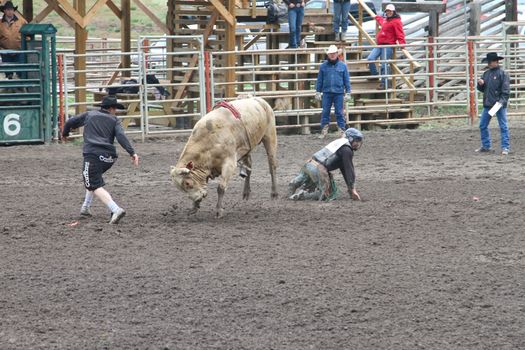 MERRITT; B.C. CANADA - MAY 15: Bull Riding event at Nicola Valley Rodeo May 15; 2011 in Merritt British Columbia; Canada