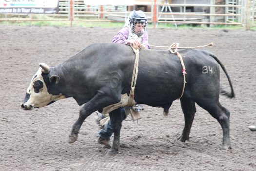 MERRITT; B.C. CANADA - MAY 15: Bull Riding event at Nicola Valley Rodeo May 15; 2011 in Merritt British Columbia; Canada