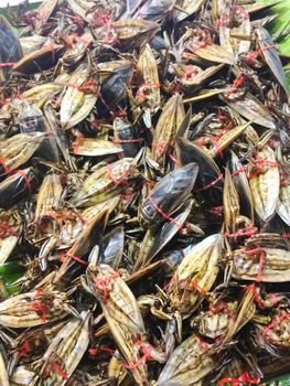 Giant water bug