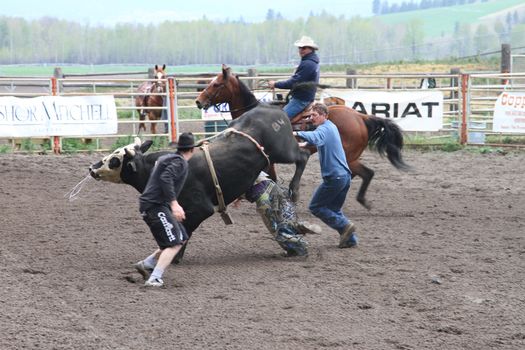 MERRITT; B.C. CANADA - MAY 15: Bull Riding event at Nicola Valley Rodeo May 15; 2011 in Merritt British Columbia; Canada