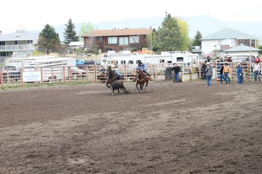 MERRITT; B.C. CANADA - MAY 15: Cowboy roping event at Nicola Valley Rodeo May 15; 2011 in Merritt British Columbia; Canada