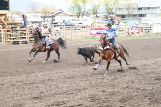 MERRITT; B.C. CANADA - MAY 15: Cowboy roping event at Nicola Valley Rodeo May 15; 2011 in Merritt British Columbia; Canada