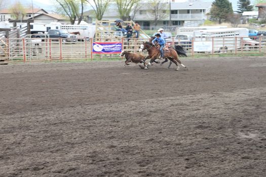 MERRITT, B.C. CANADA - MAY 15: Cowboy roping event at Nicola Valley Rodeo May 15, 2011 in Merritt British Columbia, Canada
