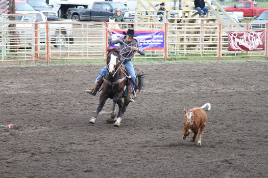 MERRITT; B.C. CANADA - MAY 15: Cowboy roping event at Nicola Valley Rodeo May 15; 2011 in Merritt British Columbia; Canada