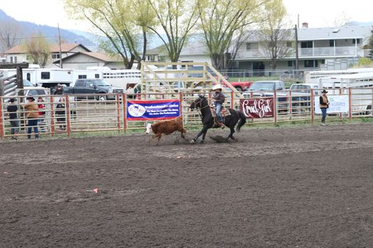 MERRITT; B.C. CANADA - MAY 15: Cowboy roping event at Nicola Valley Rodeo May 15; 2011 in Merritt British Columbia; Canada