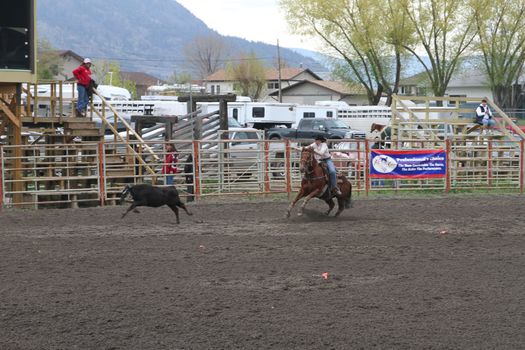 MERRITT; B.C. CANADA - MAY 15: Cowboy roping event at Nicola Valley Rodeo May 15; 2011 in Merritt British Columbia; Canada