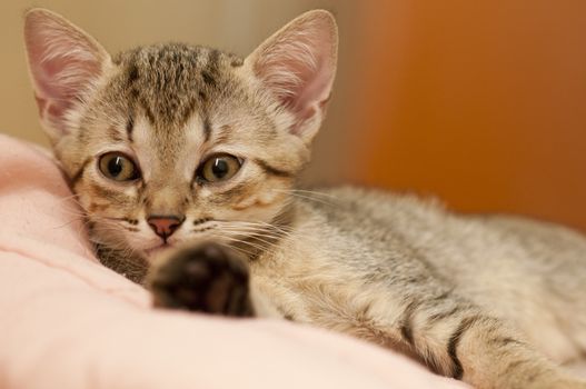 A babe brazilian short hair cat