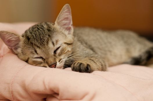 A babe brazilian short hair cat