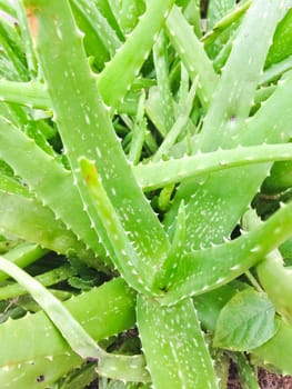 Aloe tree