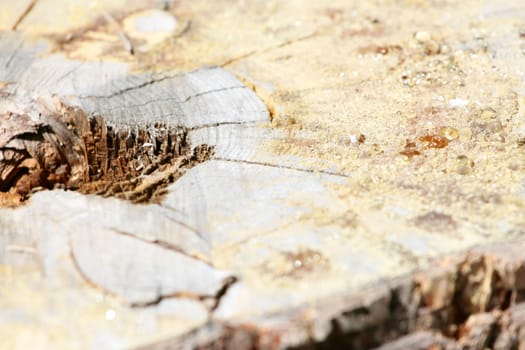 Cut wood surface on old tree with sap