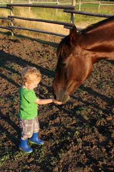 Beautiful little blond boy feeding a horse some treats