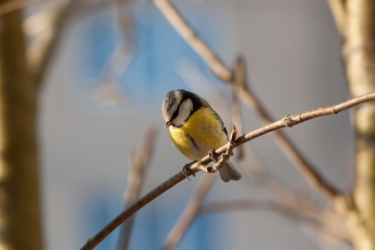 The big titmouse sits on a tree branch in winter day