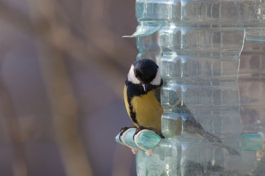 The big titmouse sits on a tree branch in winter day