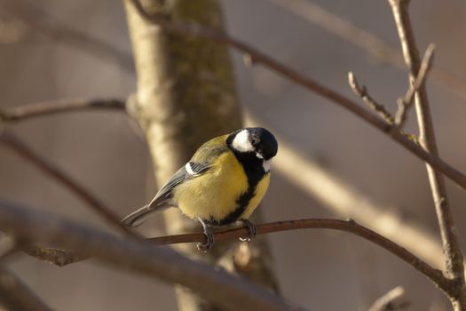 The big titmouse sits on a tree branch in winter day