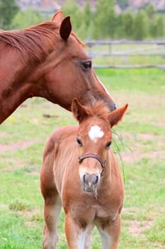 Beautiful six week old colt with his mother in pasture