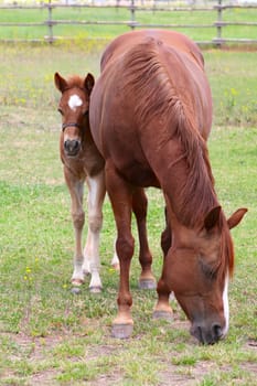 Beautiful six week old colt with his mother in pasture