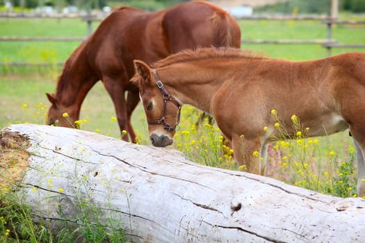 Beautiful six week old colt with his mother in pasture