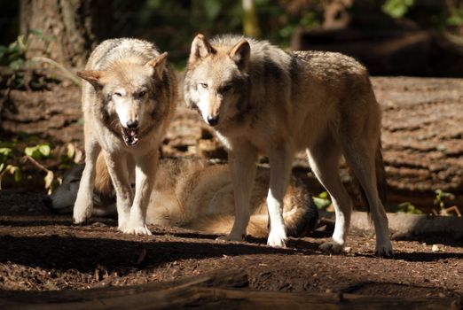 A Wolf Pair stands observing and playing together